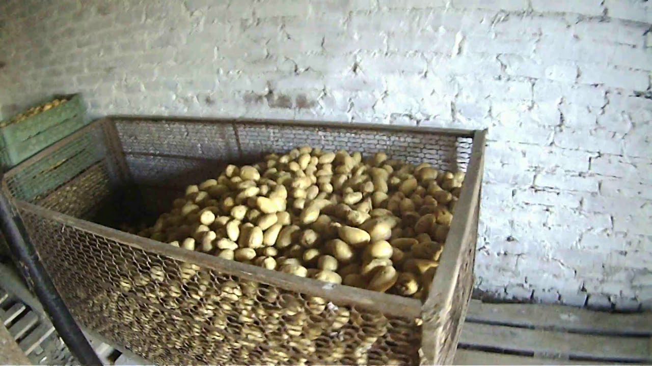 Як зберегти картоплю в погребі до наступного літа