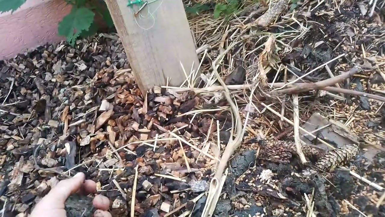 Як підготувати город до морозів 