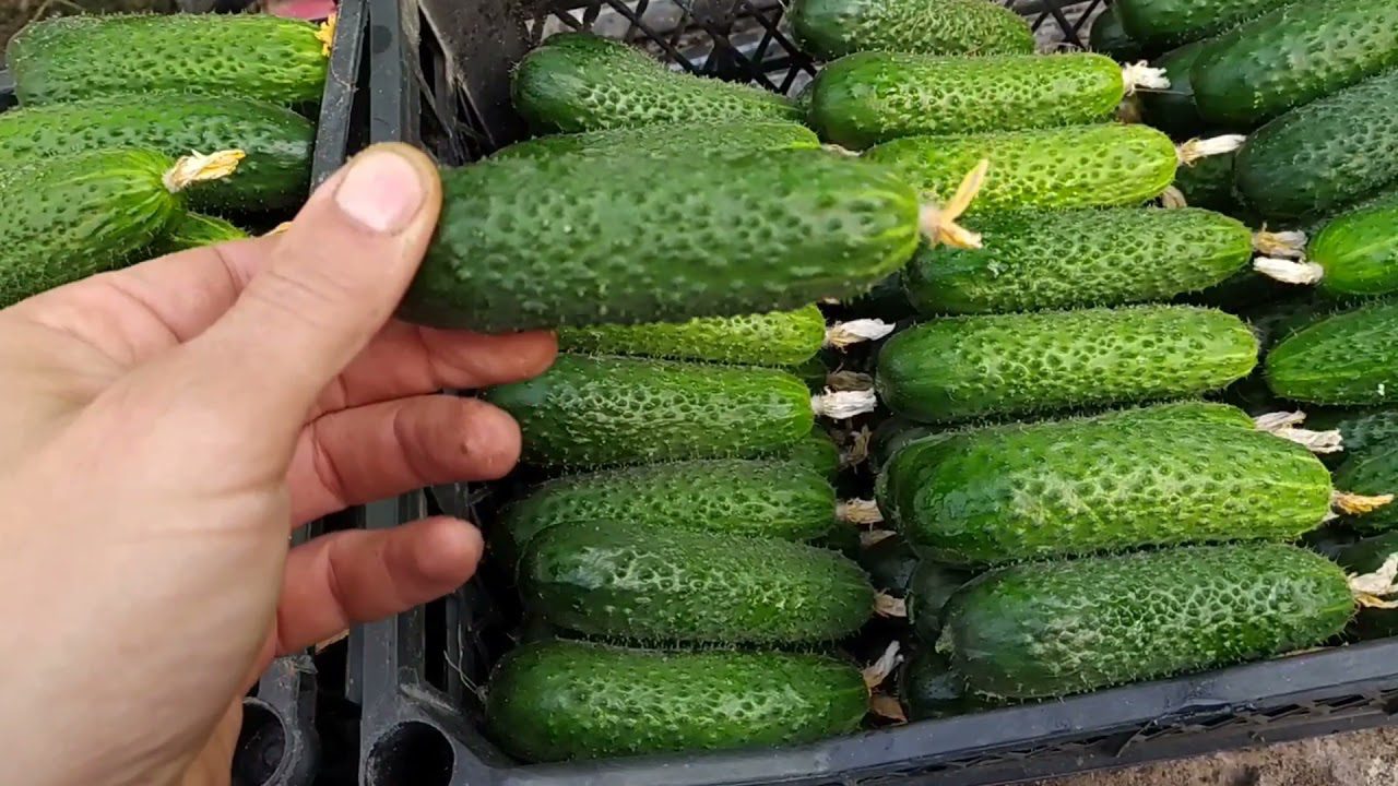 Городники назвали найкращі сорти огірків у 99% випадках