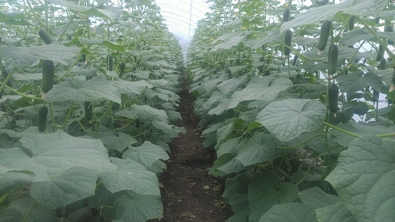 Ранньостиглі огірки сорту Арктика F1 