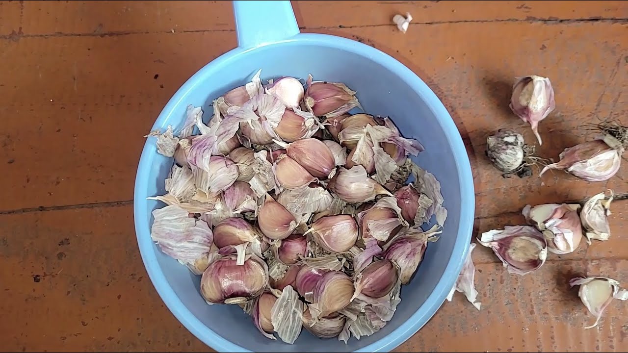 Городники розповіли всю правду про найкращий сорт часнику