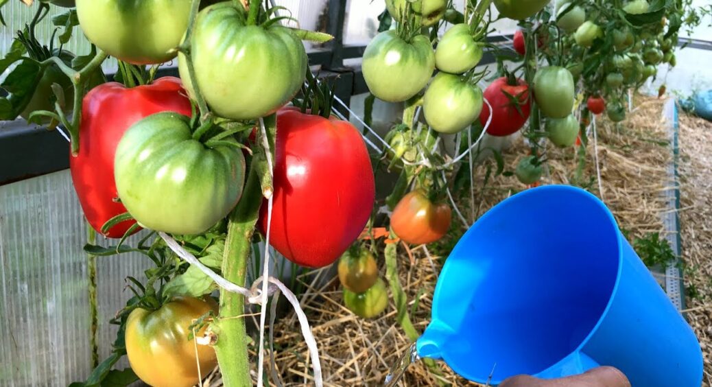 1 добриво восени – і в 2026-му що помідори, що огірки вродять “Дай Боже”: ось що внести у землю 