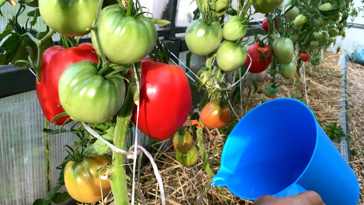 Найкраще добриво для помідорів та огірків на наступний сезон