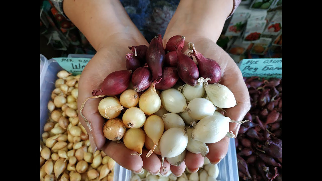 Городники з Хмельницької області назвали найкращий сорт озимої цибулі