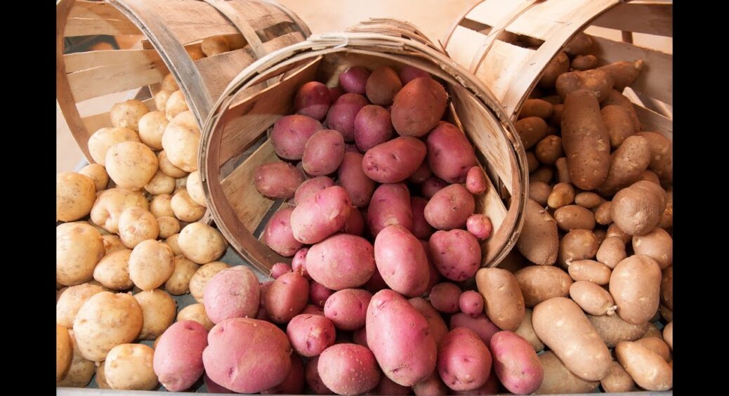 З 1-ї позиції в рейтингу найкращих сортів картоплі виключено “Слов’янку”: програє по 5 пунктах 