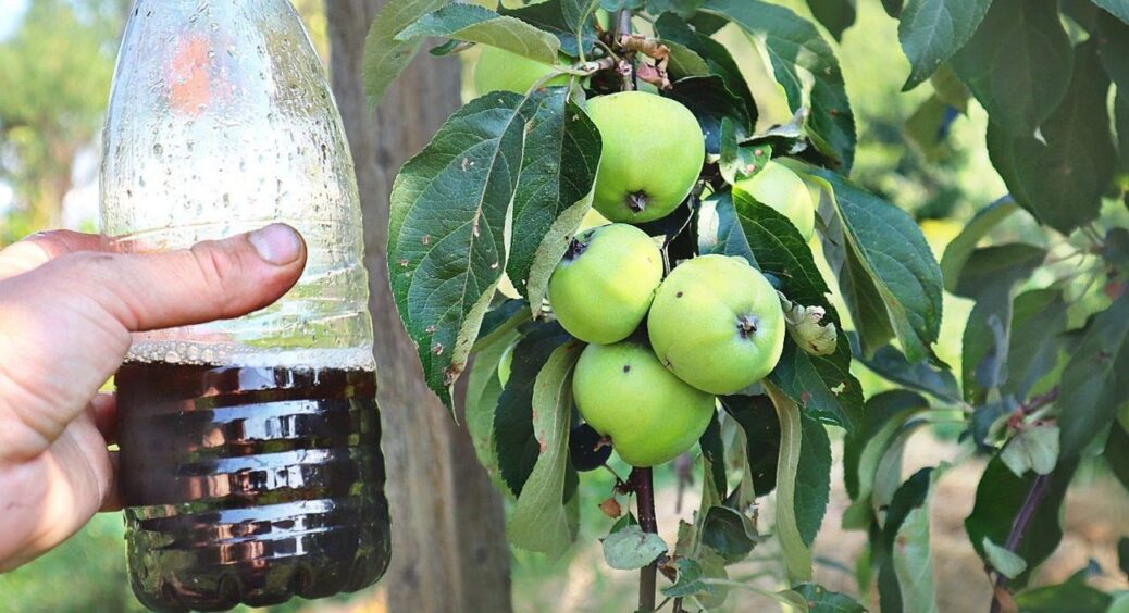 До 10 листопада обов’язково зробіть це з яблунями — на наступний рік врожай подвоїться 