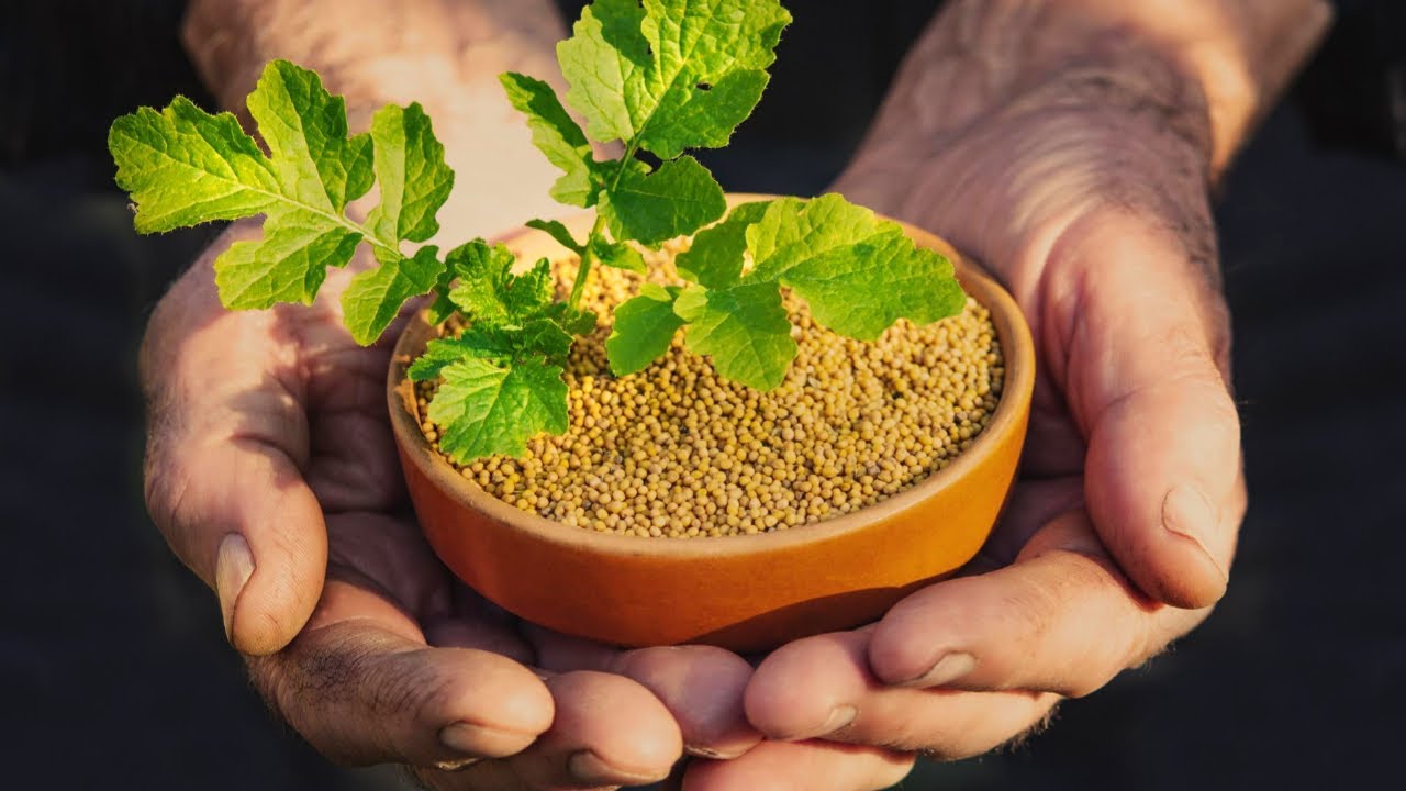 Як та навіщо сіяти гірчицю на грядки восени 