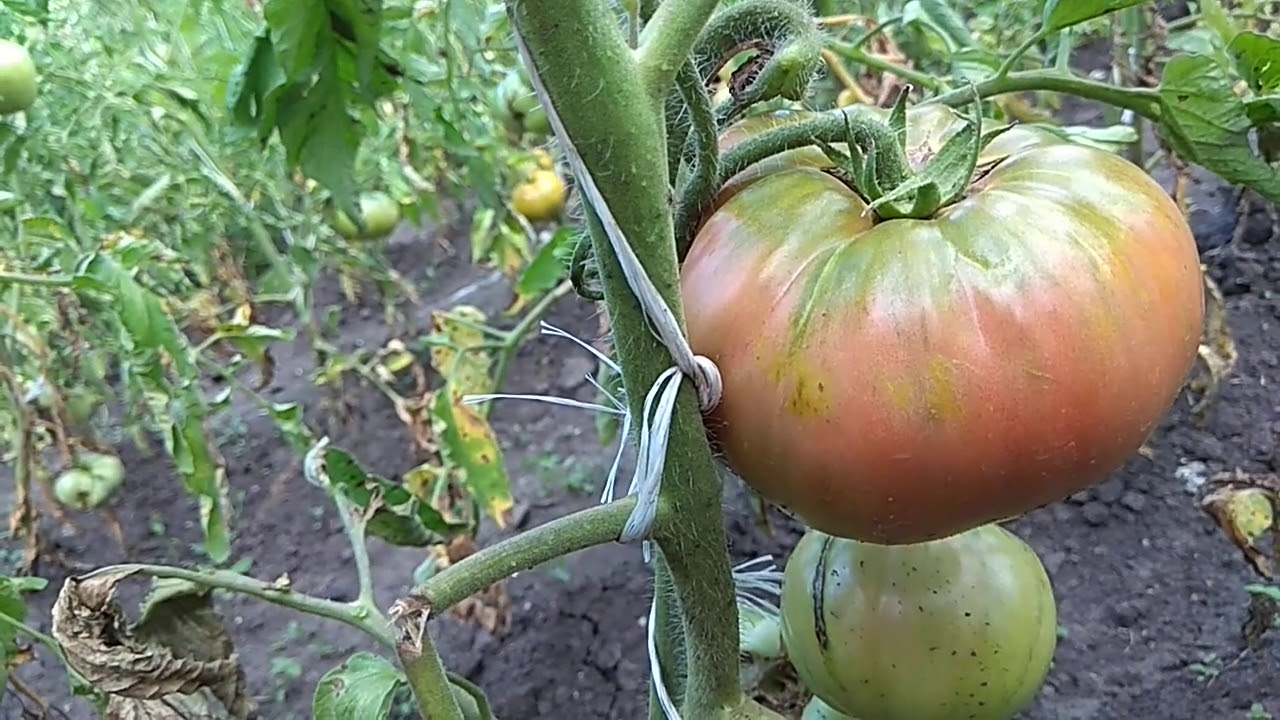 Агрономи назвали 3 сорти томатів, які не варто вирощувати