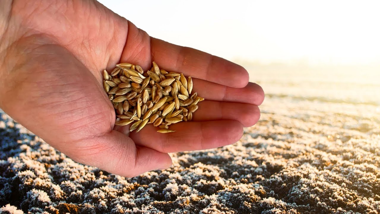 Навіщо саджати насіння під сніг