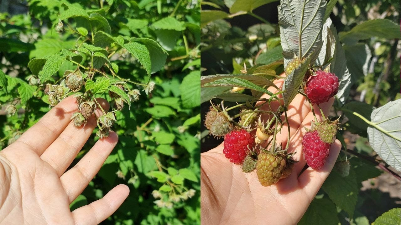 Обрізка малини восени