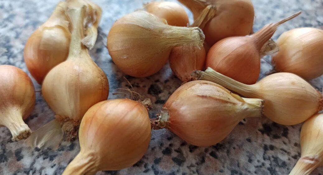З рейтингу найкращих сортів цибулі виключено “Булат”: програє “Шекспіру” по 5 пунктах 