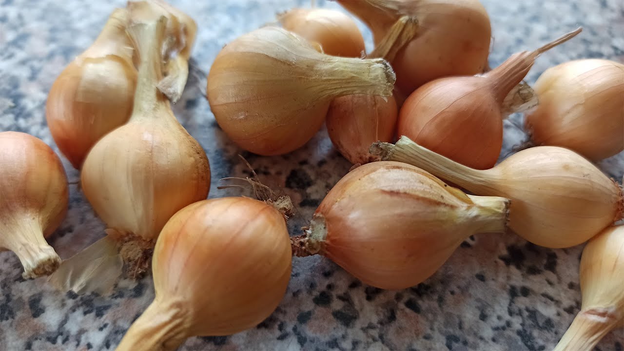 Агроном порадив найкращий сорт цибулі для посадки під зиму