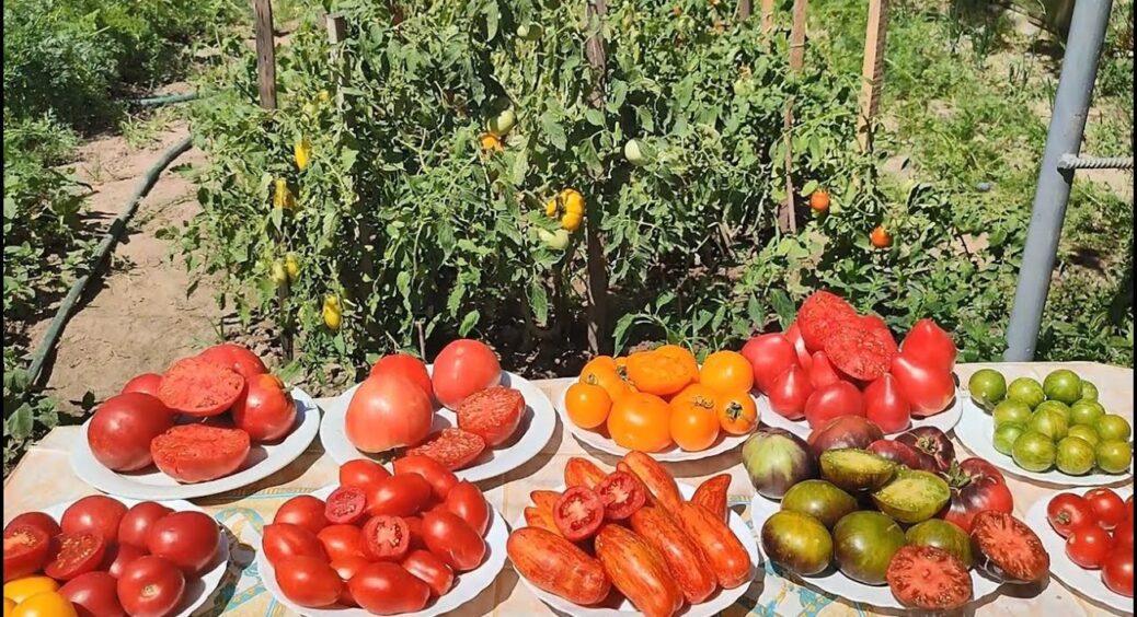 Зі 100 обрала 3 найкращих: сорти помідорів на 2026 рік — добре ростуть і в холод, і в спеку 