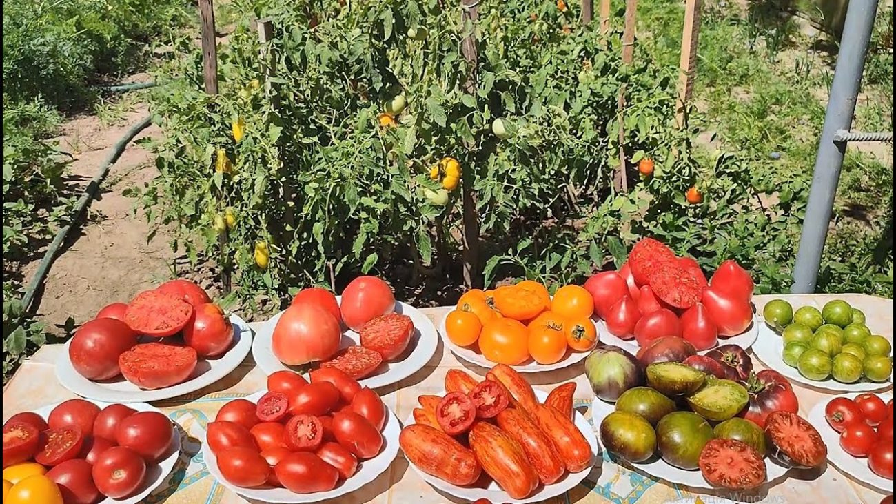 Агрономи назвали 3 найкращі сорти помідорів для вирощування в Україні