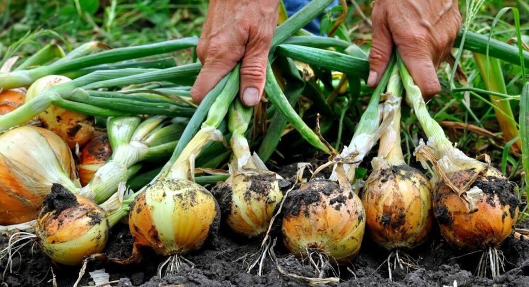 Ніколи ніяких стрілок: висаджую цибулю по чернігівському методу вже понад 30 років 