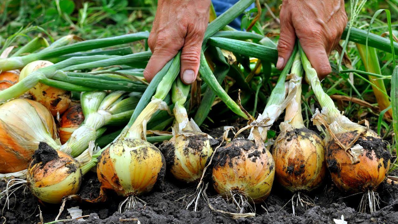 Городники з Хмельницької області назвали найкращий сорт озимої цибулі