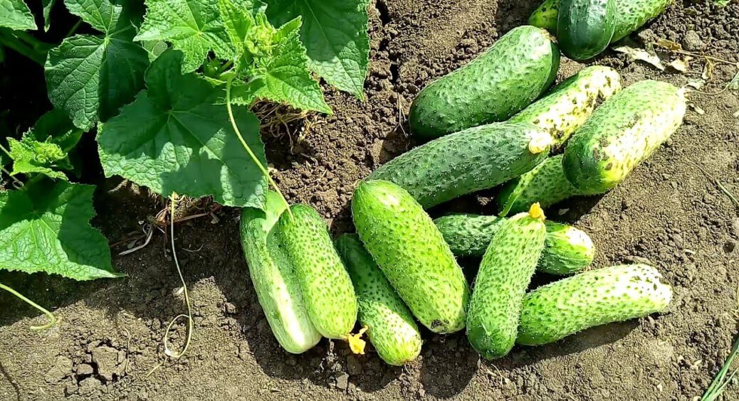 Не огірочки, а самий ТОП! Розумні дачники висаджують тільки ці 3 сорти — мають по 25 кг з 1 м 