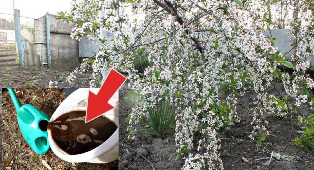 Якщо зробити це у жовтні, то вишня у 2026 вродить удвічі більше: рецепт підживки перед морозами 