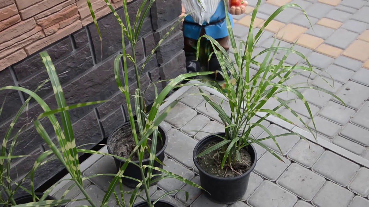 Рослини-паразити, які не можна саджати на городі