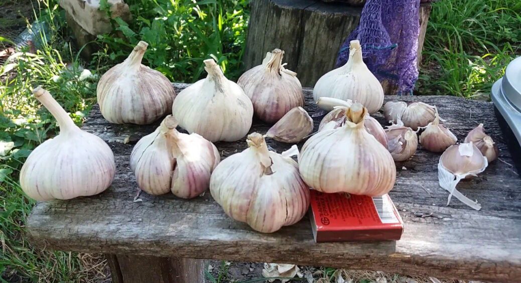 Гребу врожай часника відрами: у жовтні 2025 вношу це обов’язково – прийом з Вінниці 