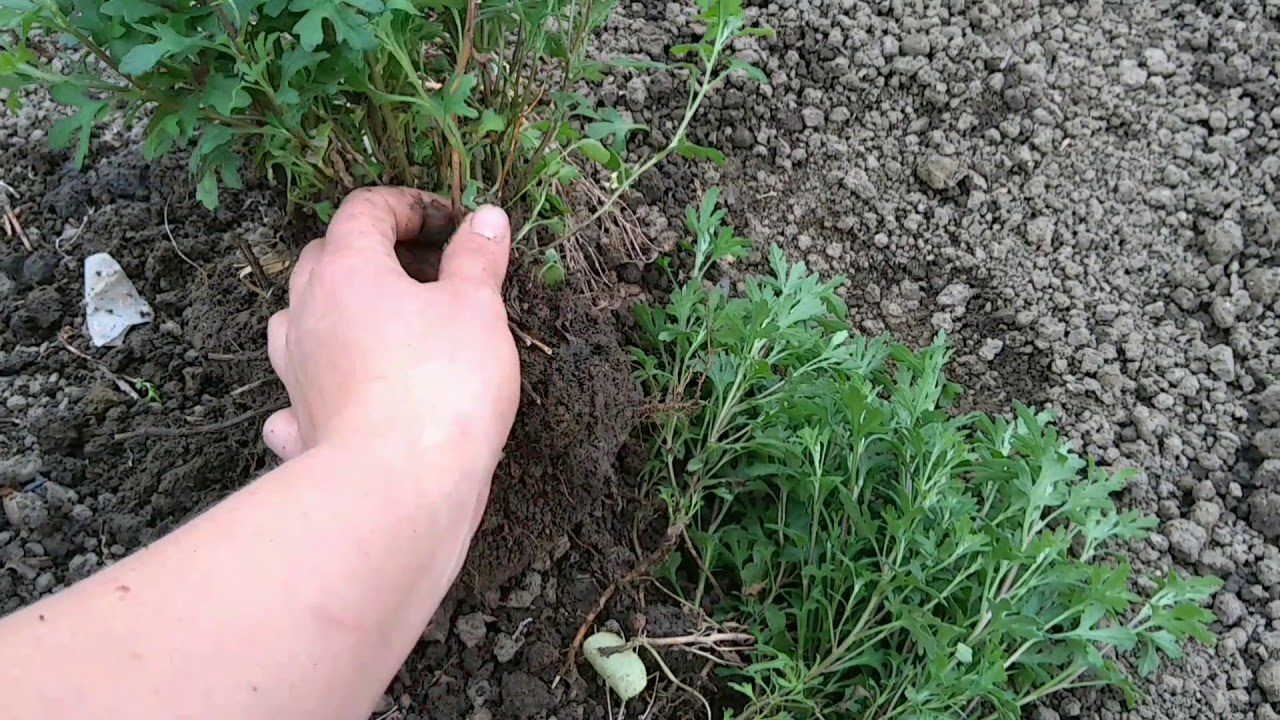 Як розмножити хризантеми восени 