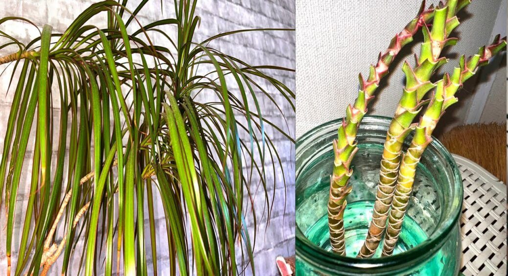 Чому у драцени сохнуть кінчики листя: 7 помилок, які стають псують увесь “декор” 