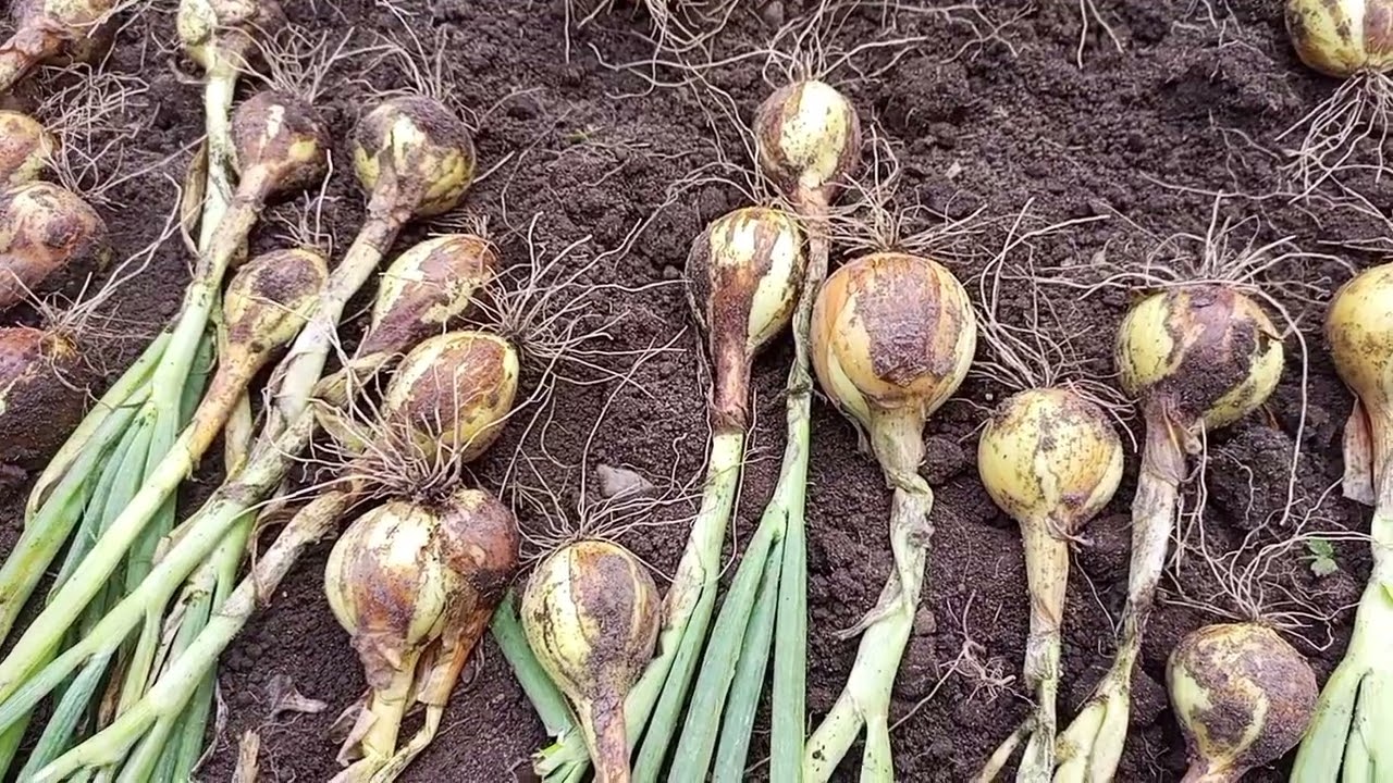 Сорт цибулі Центуріон