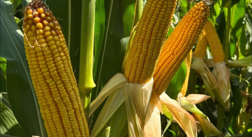 Суперсолодка кукурудза – 3 гібриди, які радують раннім урожаєм: хоч на базар неси – дуже родюча 