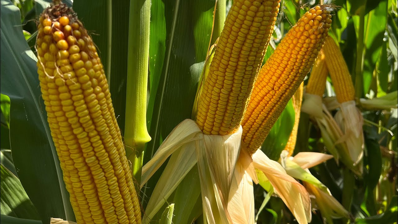 Найсолодший сорт кукурудзи в 2025 році
