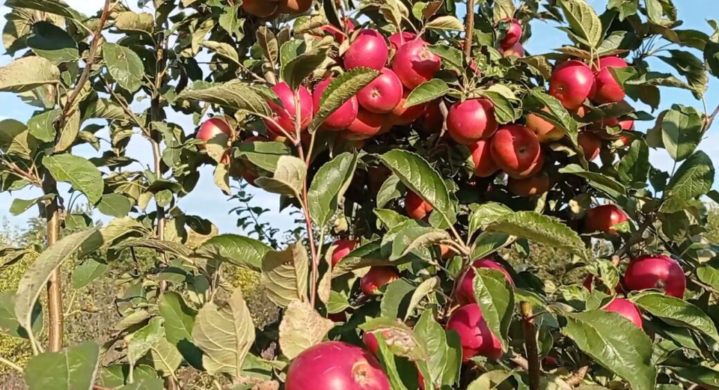 Видалили з топу: чому яблука “Айдаред” програли “Гала” – новий лідер серед сортів яблук 2025 