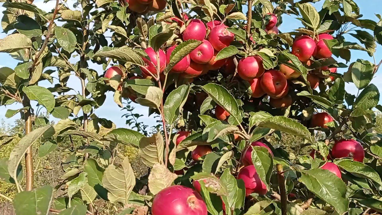 Городник розповів, як отримати великий урожай яблук