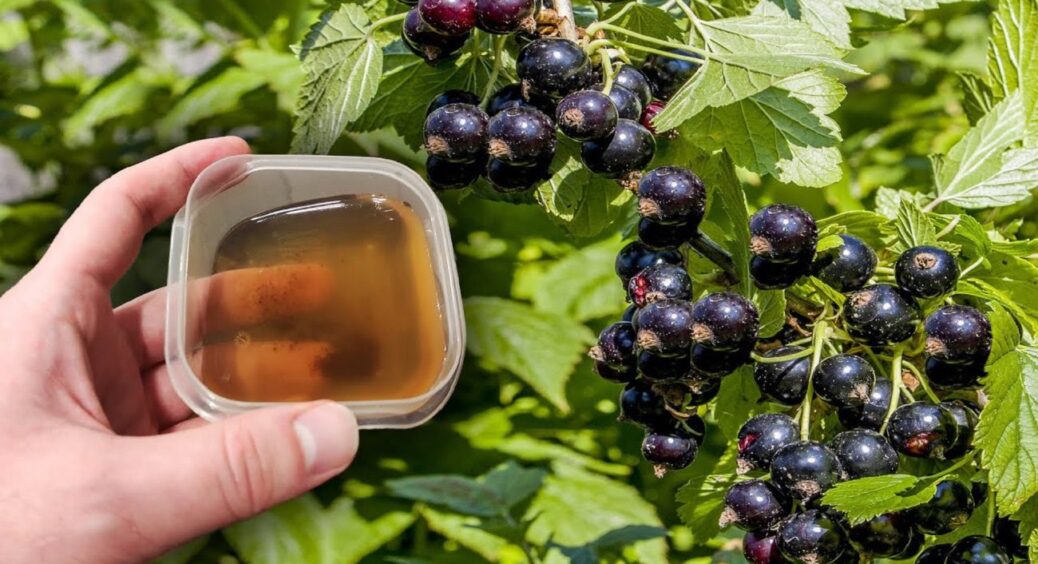 2 головних правила в жовтні, якщо хочете смородину розміром з вишню — харківський підхід 