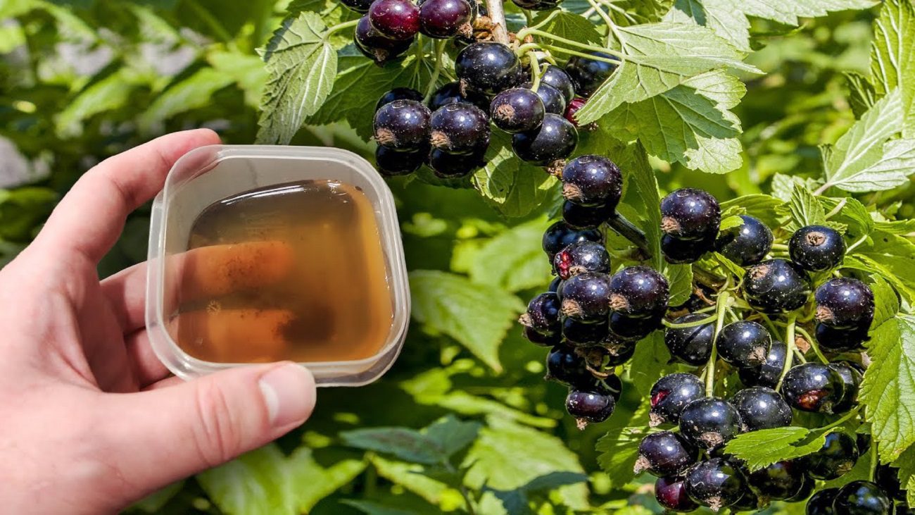 Садівники розповіли, як збільшити урожайність смородини вдвічі