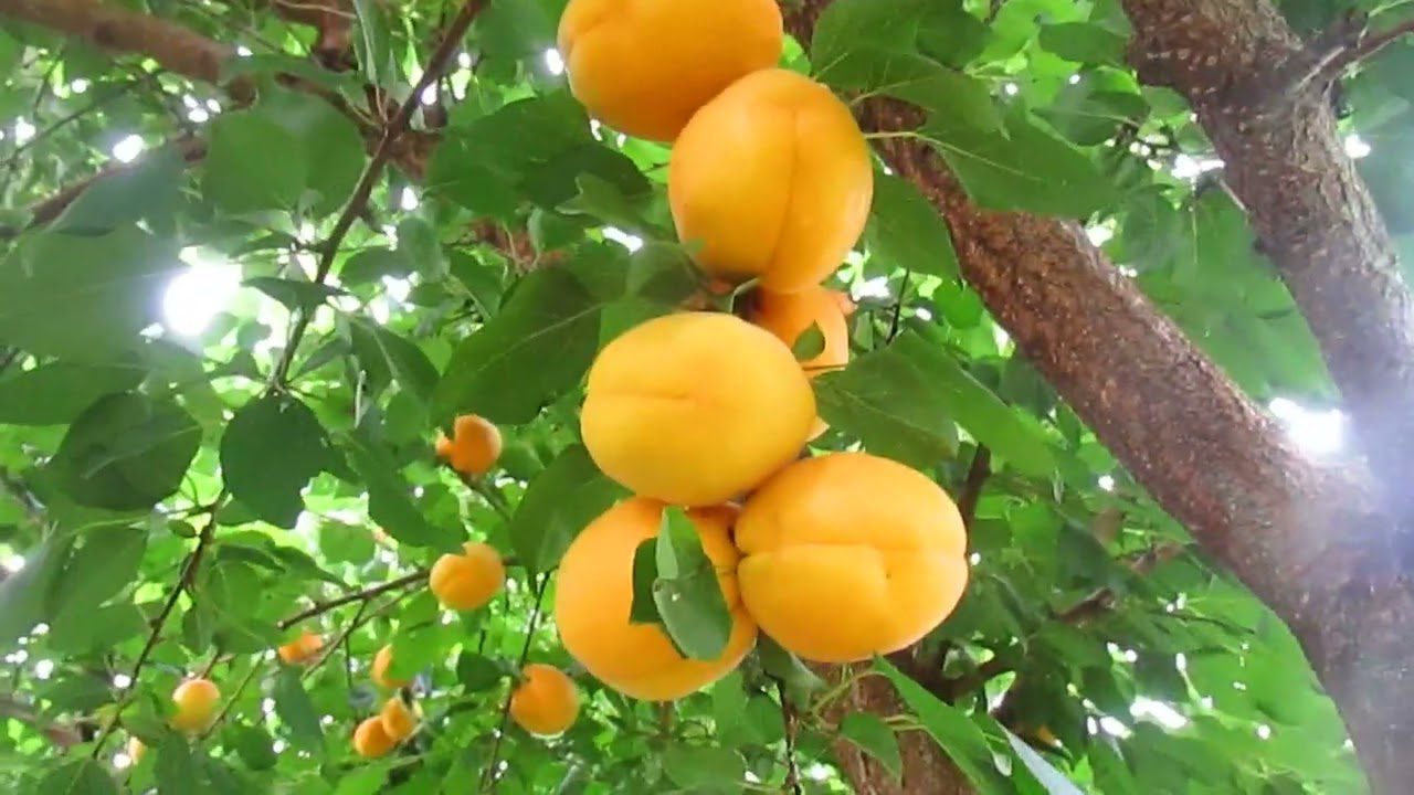 Коли підживити абрикоси восени Коли підживити абрикоси восени