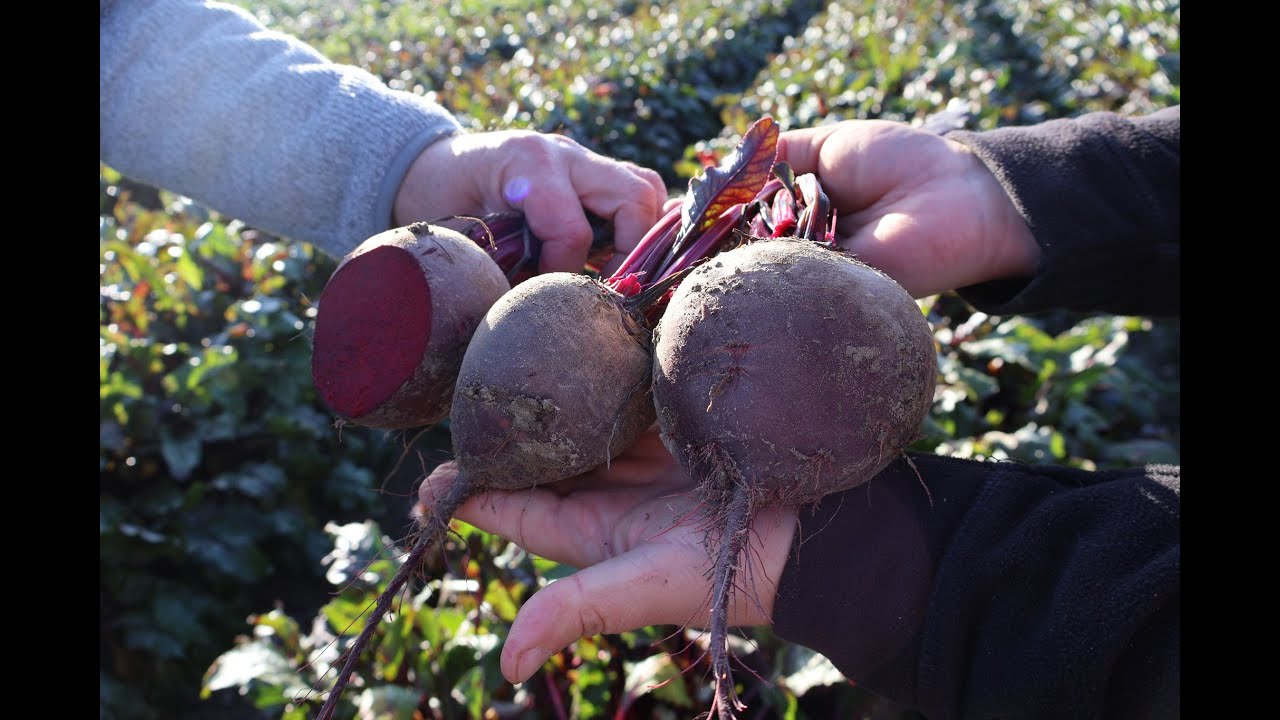 Як довго зберегти моркву та буряк в погребі
