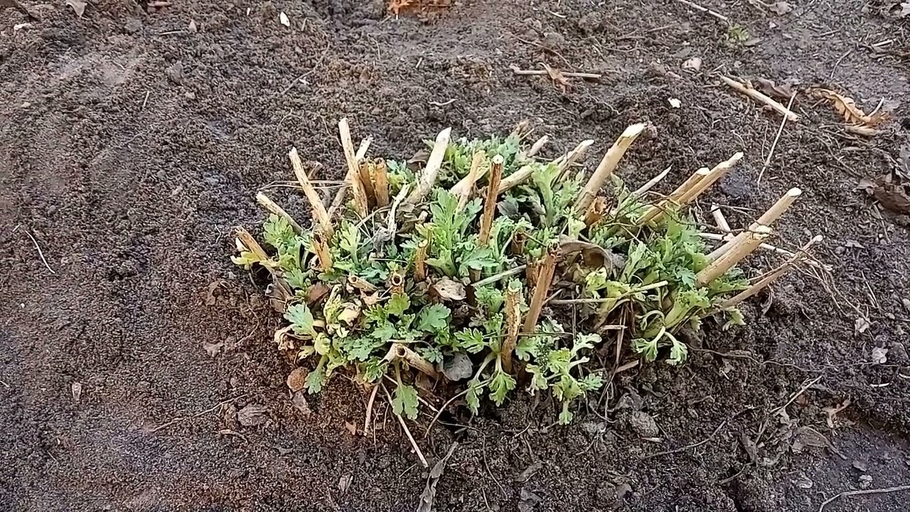 Як розмножити хризантеми восени 