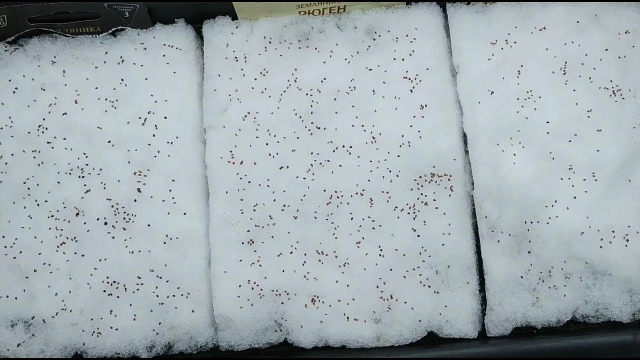 Навіщо саджати насіння під сніг