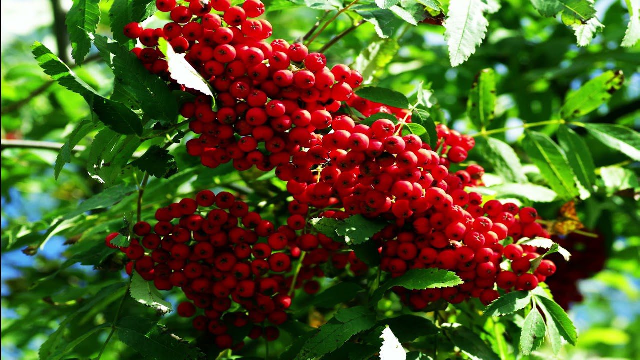 Цукати із горобини