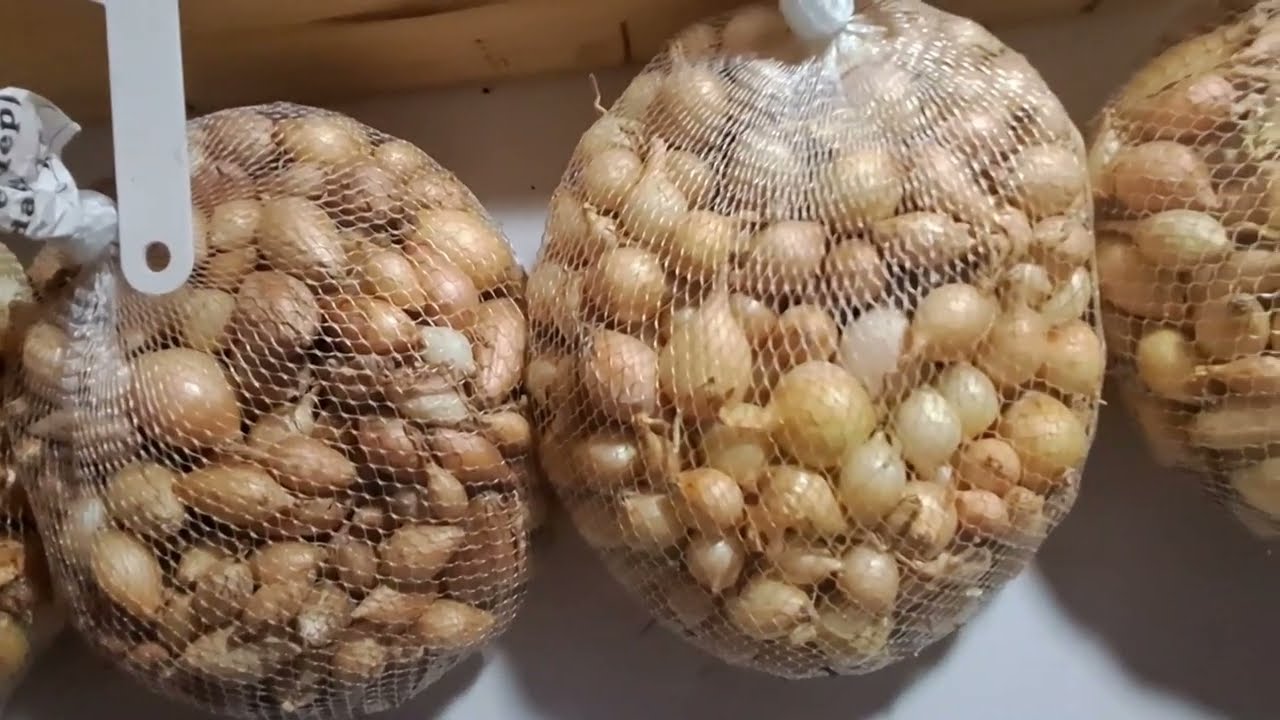 Аграрії розповіли, коли та як садити озиму цибулю