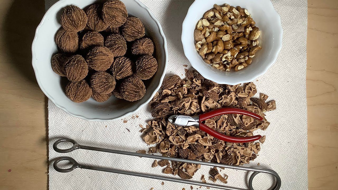 Які дерева не можна саджати в саду і чому