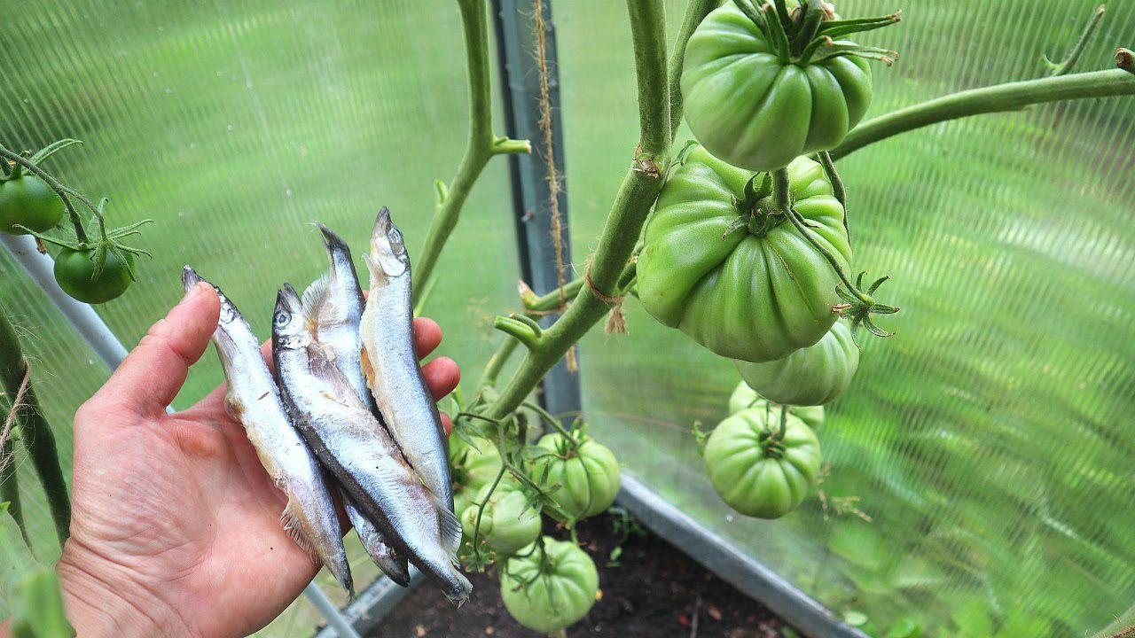 Чим підживити ґрунт в теплиці, щоб овочі вродили