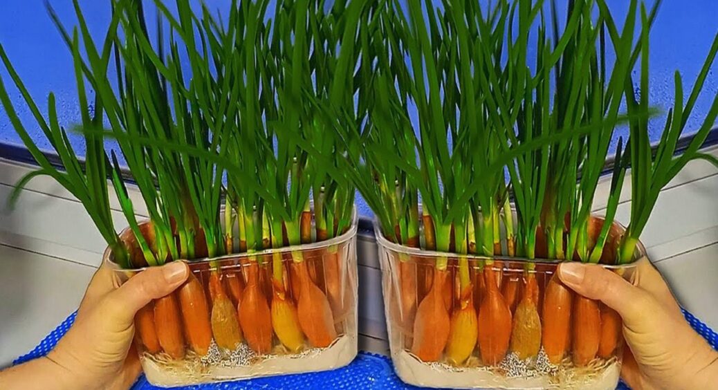 Без цього вже 10 років озиму цибулю не саджу! Щоб урожай не розчарував, зробіть перед посадкою 