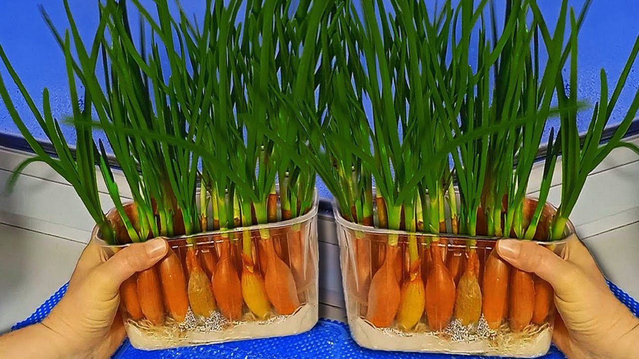 Аграрії розповіли, як отримати максимальний урожай озимої цибулі