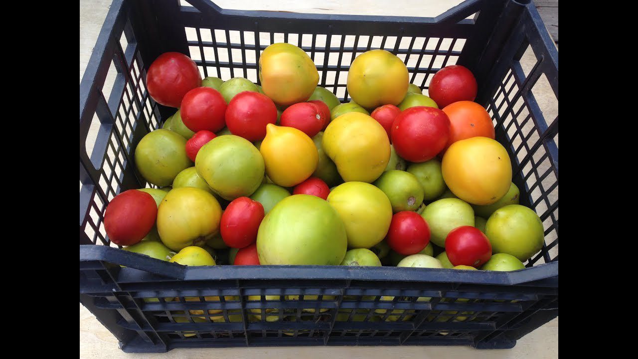 Експерти розповіли, як зберегти помідори свіжими до Нового року