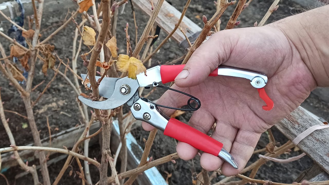Як не можна обрізати смородину восени 