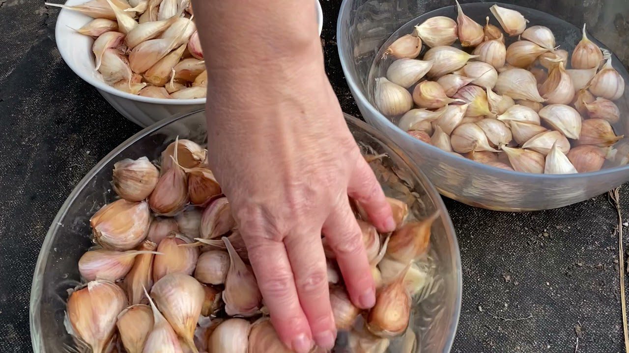 Правила підготовки озимого часнику до зимівлі 