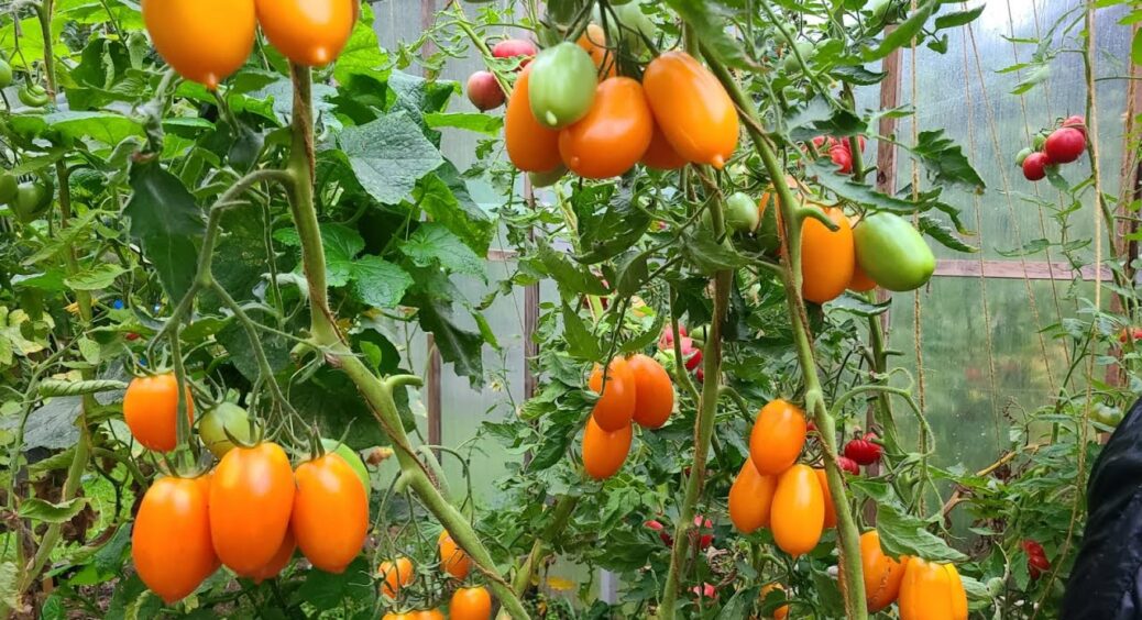 До 30 кг з куща, плодоносять у холод і спеку майже до грудня: обираю ці 3 сорти томатів 