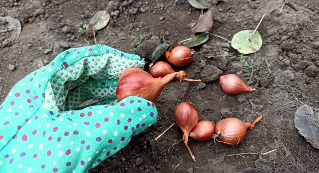 Ніколи ніяких стрілок: вже понад 15 років саджаю озиму цибулю лише після цього сигналу природи 