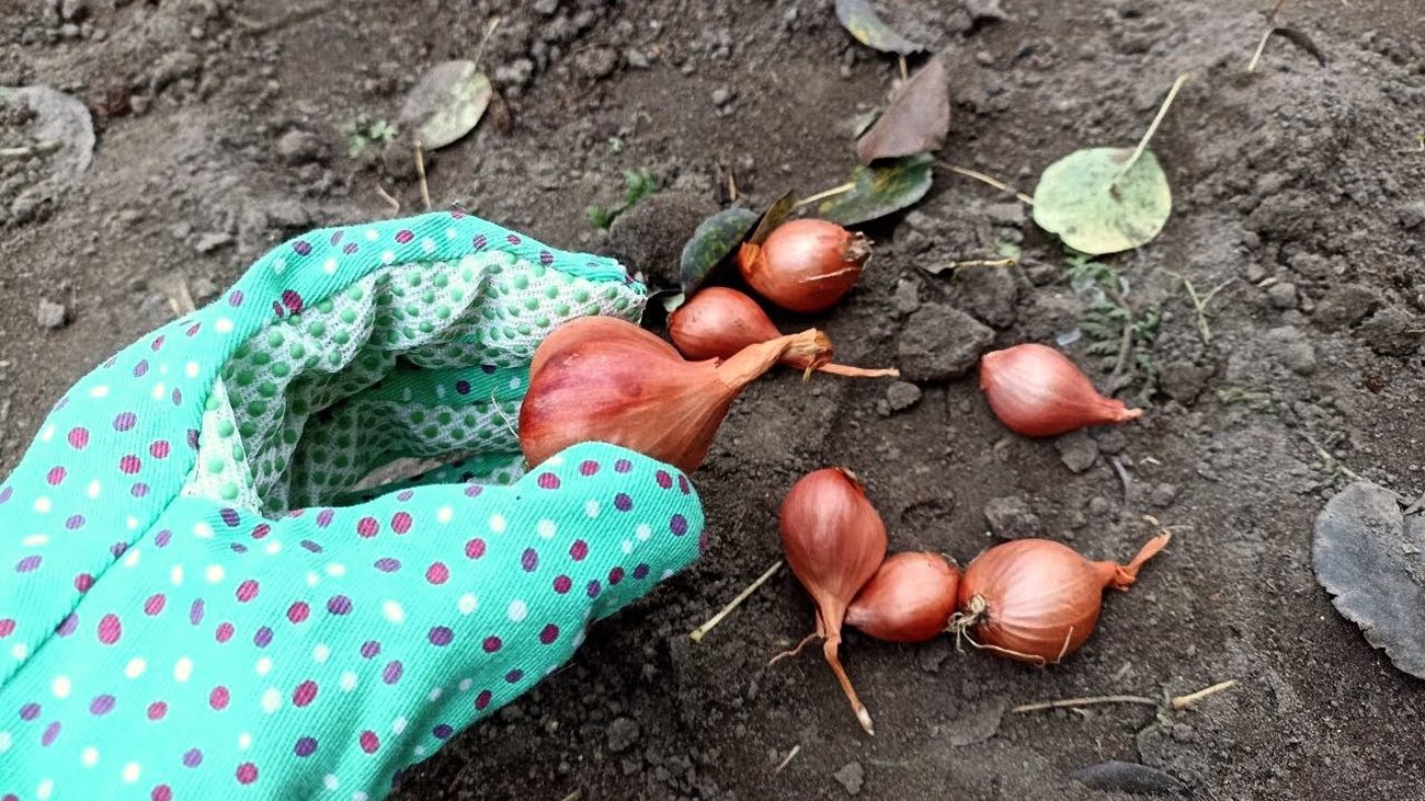 Городники розповіли, коли насправді треба садити озиму цибулю