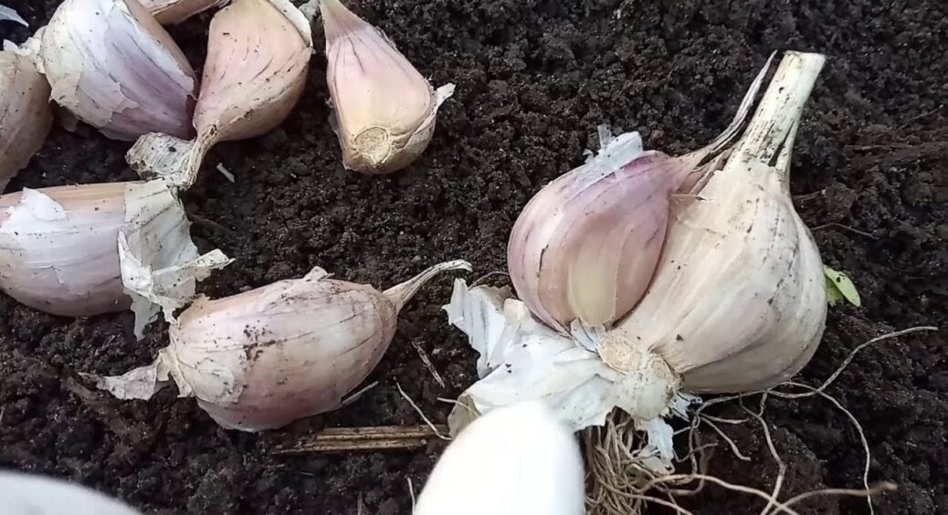 Озимому часнику посеред грудня 2025 вношу це: ніяких стрілок, тільки величезне перо 